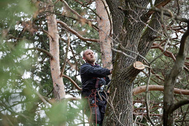 Best Tree Planting  in USA